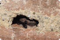 Wasserfledermaus c Buerger K